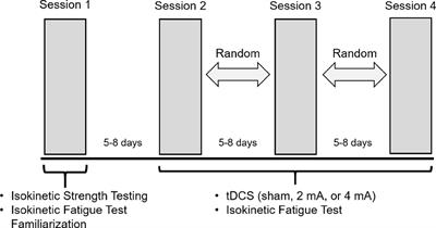 Different Effects of 2 mA and 4 mA Transcranial Direct Current Stimulation on Muscle Activity and Torque in a Maximal Isokinetic Fatigue Task